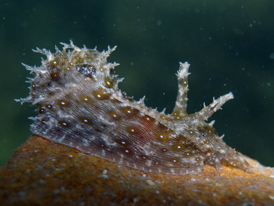  Stylocheilus striatus (Sea Hare)